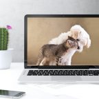 Животные для вашего рабочего стола и экрана блокировки