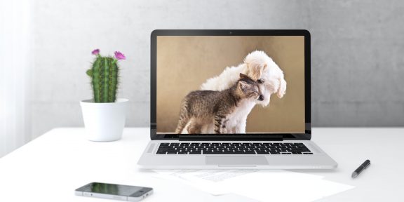 Животные для вашего рабочего стола и экрана блокировки