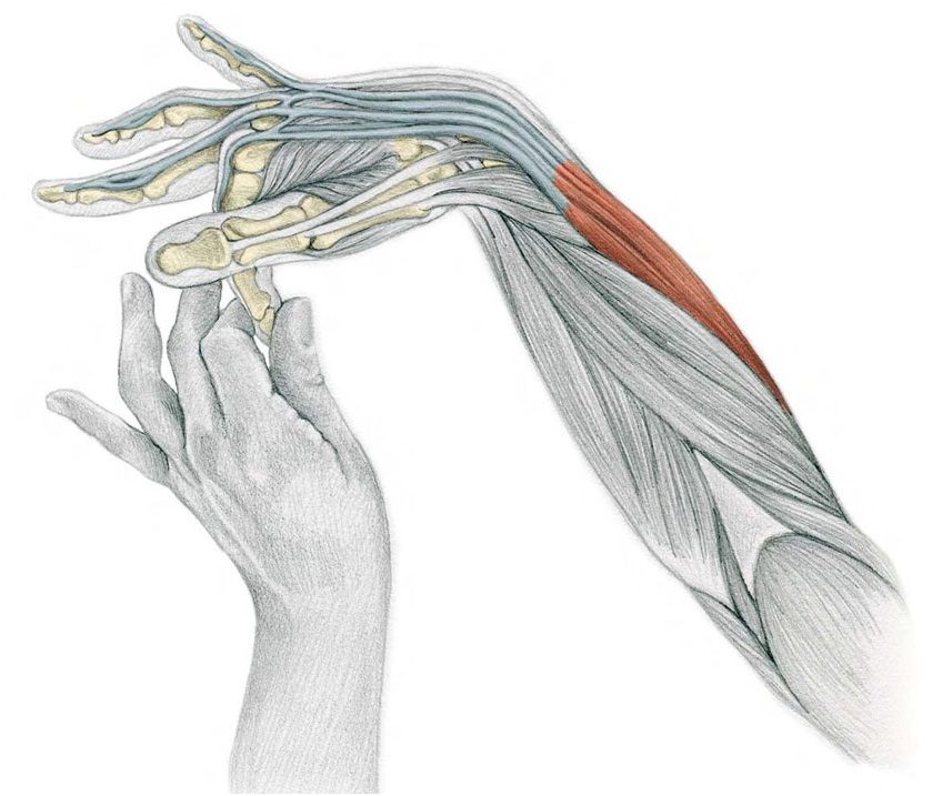 Растяжение мышц руки. Разгибатели руки анатомия. Мышцы пальцев рук. Мышцы запястья анатомия. Мышцы запястья руки.