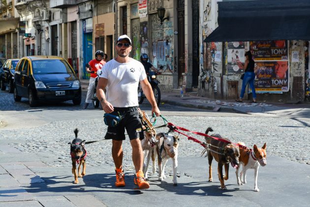 посетить Аргентину: собаки
