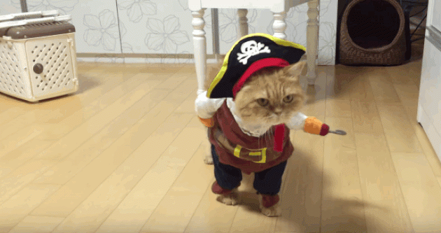 Костюм пирата для кота