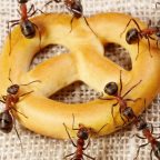 Как избавиться от домашних муравьёв