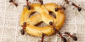 Как избавиться от домашних муравьёв
