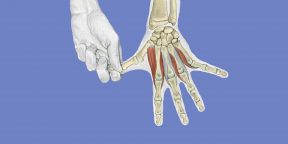 Анатомия стретчинга в картинках: внимание на руки и ноги