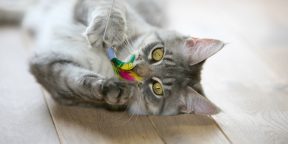 Как сделать игрушку для кошки своими руками