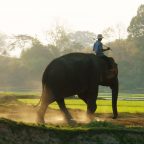 Необычный подход к созданию хороших привычек: направляйте всадника, мотивируйте слона и формируйте путь