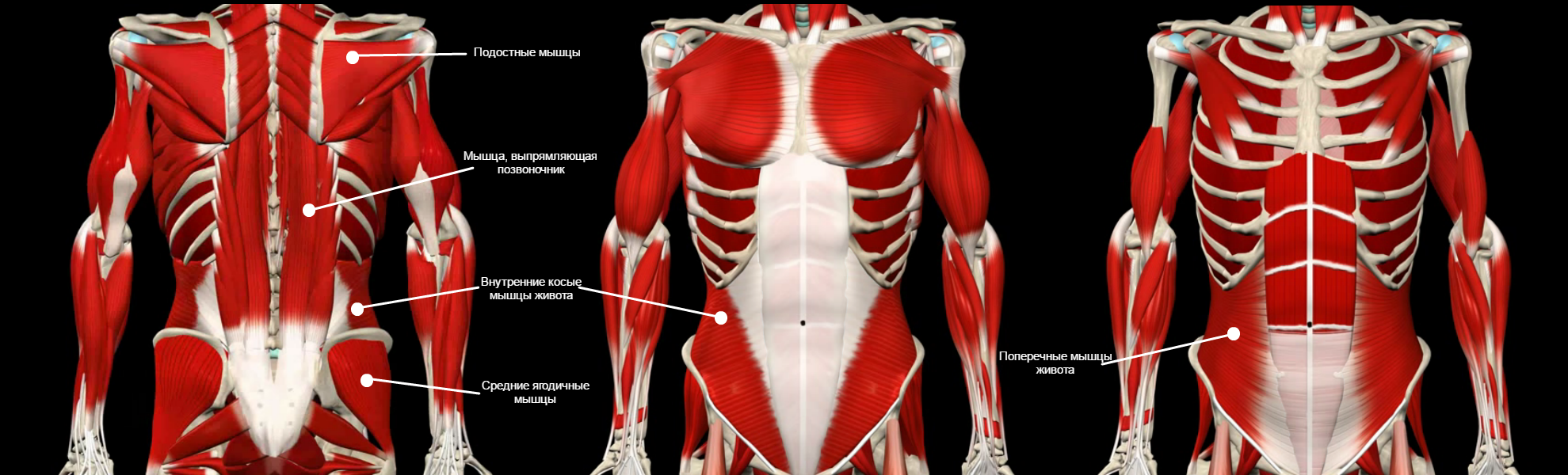Что такое мышцы кора и где они находятся фото