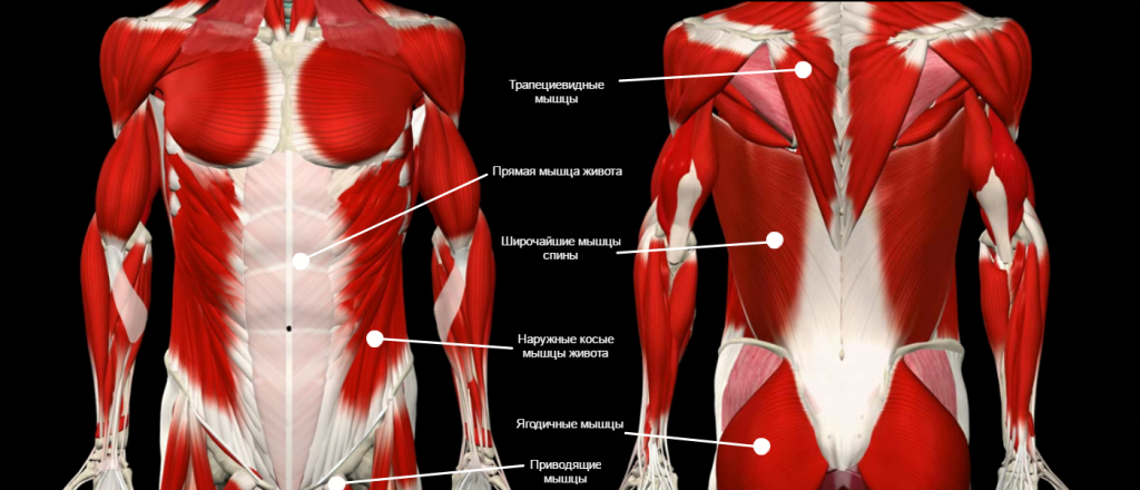Мышцы кора и позвоночника