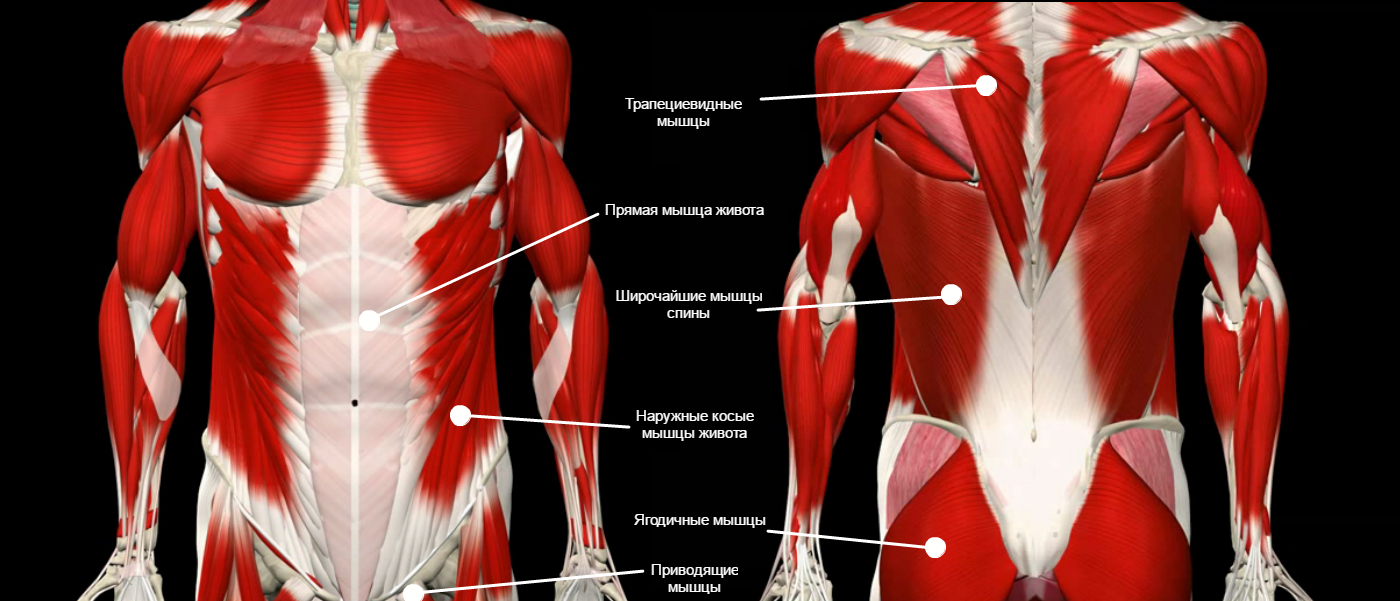Что относится к мышцам кора