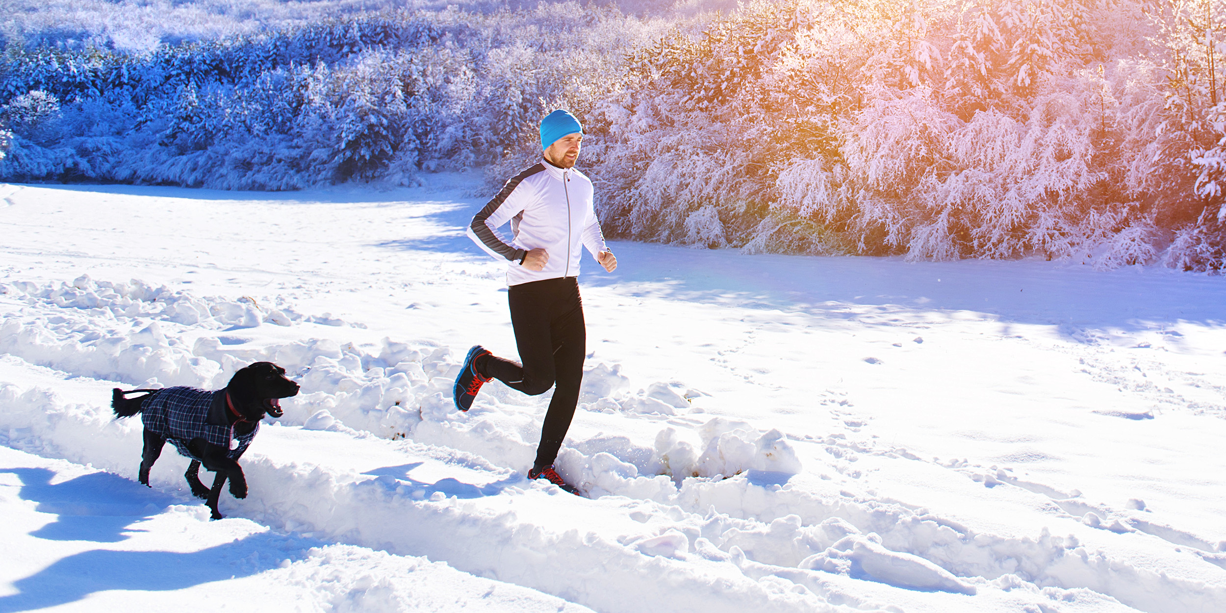 23 идеальные породы собак для бегунов