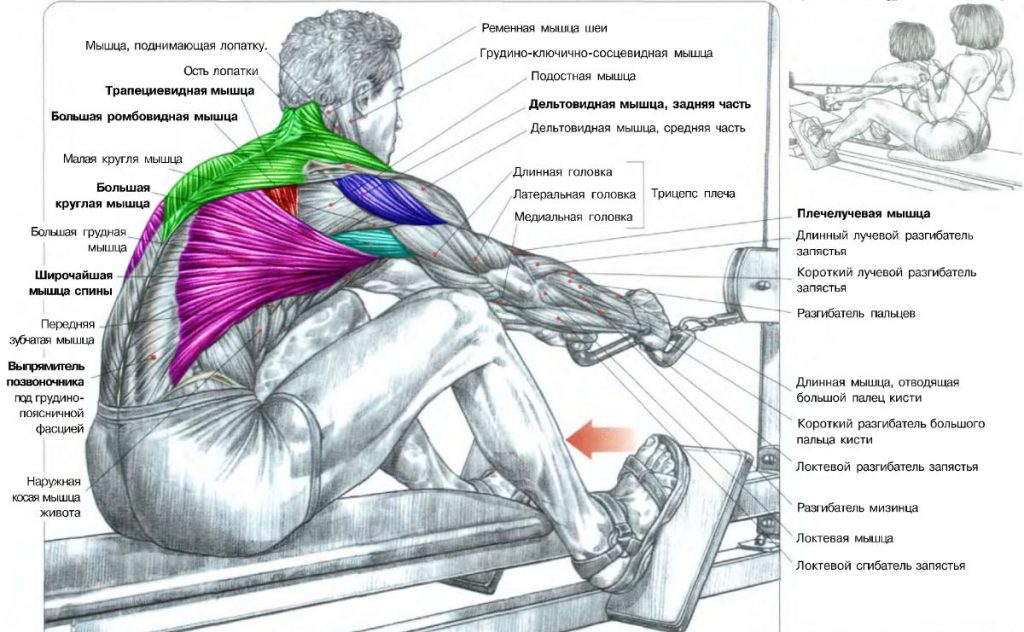 Подтягивание развивает мышцы спины