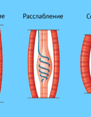 как развить гибкость