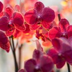Уход за орхидеями: основные правила и тонкости для разных сортов