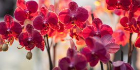 Как ухаживать за орхидеями разных сортов