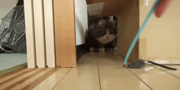 почему кошки любят коробки: добыча
