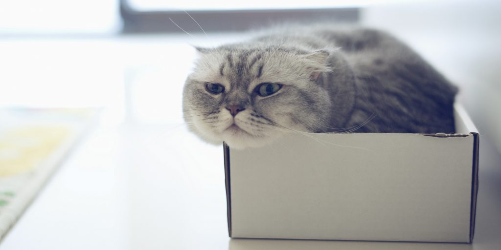 Кошки любят воображаемые коробки