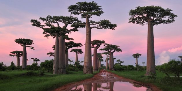 Леса Мадагаскара