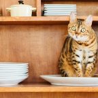 Советы кошатникам: как сохранить дом чистым, а кошку — здоровой