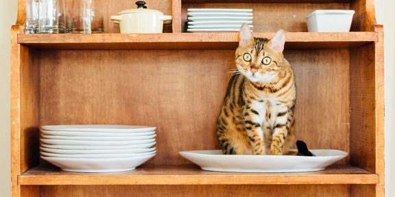 Советы кошатникам: как сохранить дом чистым, а кошку — здоровой