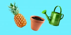 Как вырастить ананас в домашних условиях: пошаговая инструкция
