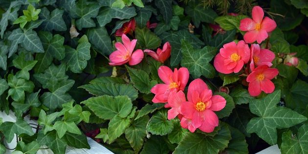Annual flowers that bloom all summer: begonia