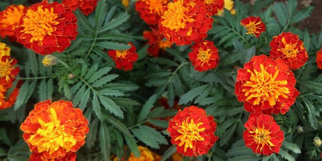 Annuals that bloom all summer: marigolds