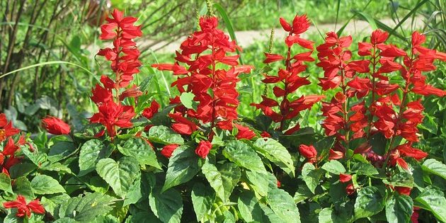 Annuals that bloom all summer: salvia
