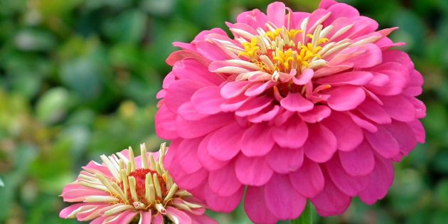 Annual flowers that bloom all summer: zinnia