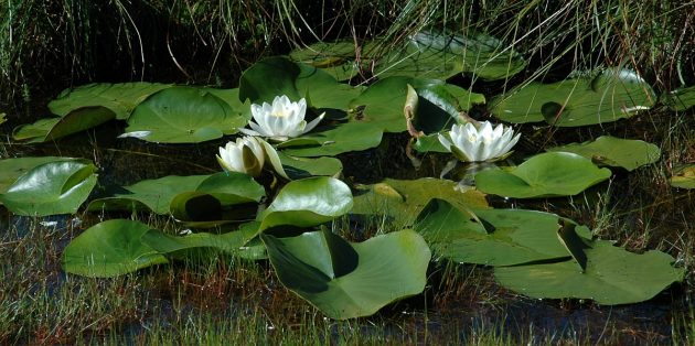 Съедобные растения: Кувшинка белая (водяная лилия)