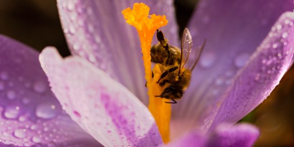 пчела на цветке