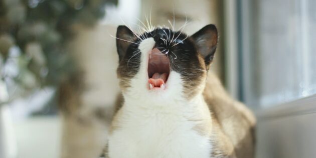 Сфотографируйте зевающего кота