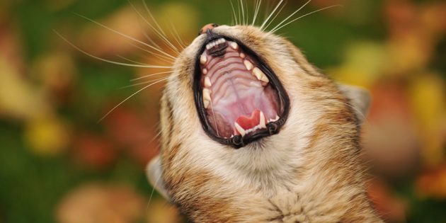 Фотографии котиков: снимите зевающего кота