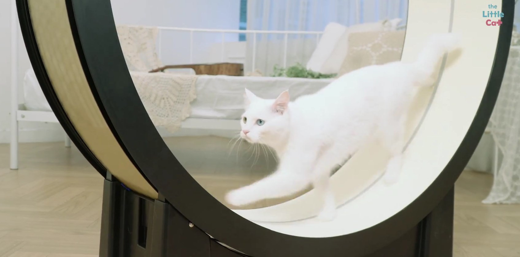 Видео дня: умная беговая дорожка для котов The Little Cat