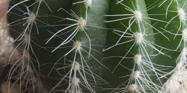 Как выращивать кактусы в домашних условиях чтобы они цвели?