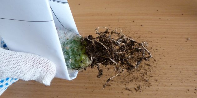 Как выращивать кактусы в домашних условиях чтобы они цвели?