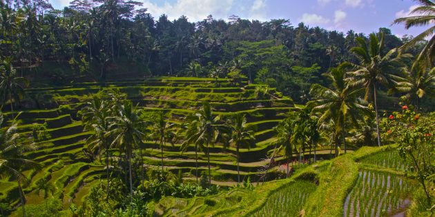 Территория Азии не зря привлекает туристов: рисовые террасы Тегаллаланг, Индонезия