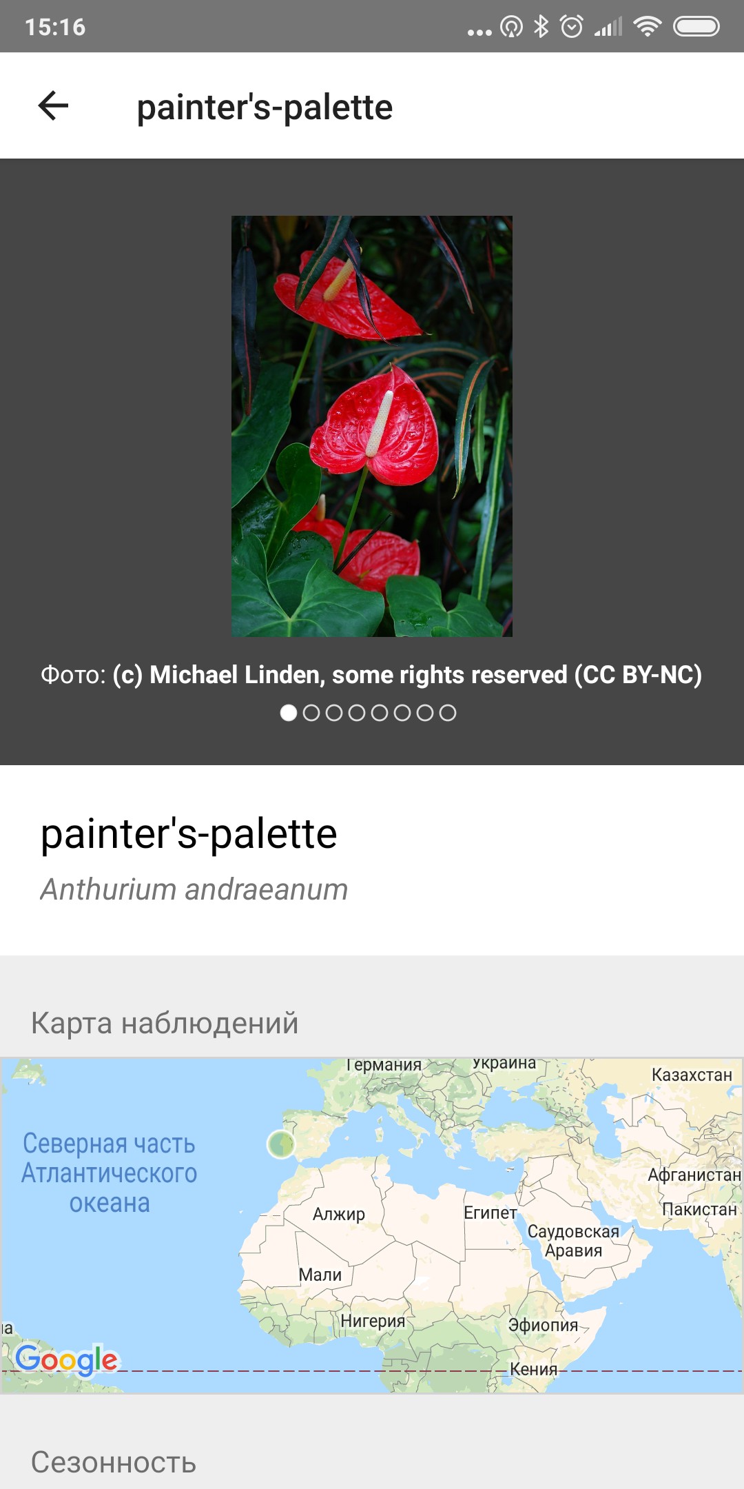 Гугл распознавание по фото растения