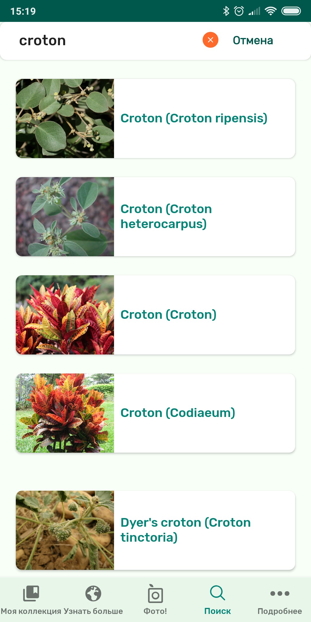 Определить растение по картинке онлайн