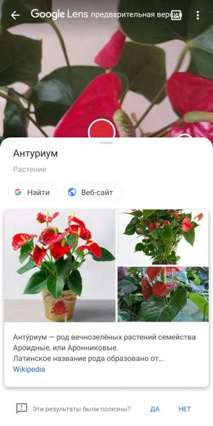 Определяйте виды комнатных растений с помощью Google Объектив