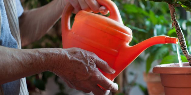 Как сажать семя манго