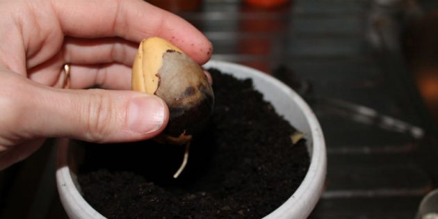 Посадите семя, если вы проращивали его в воде или гидрогеле