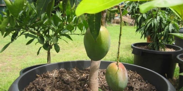 Как сажать семя манго