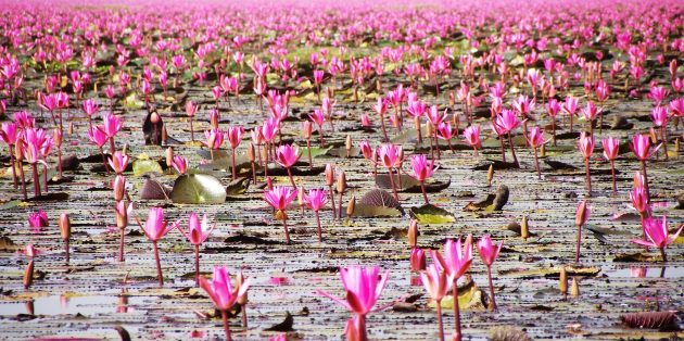 Территория Азии не зря привлекает туристов: озеро Нонг Хан Кумпхавапи, Таиланд