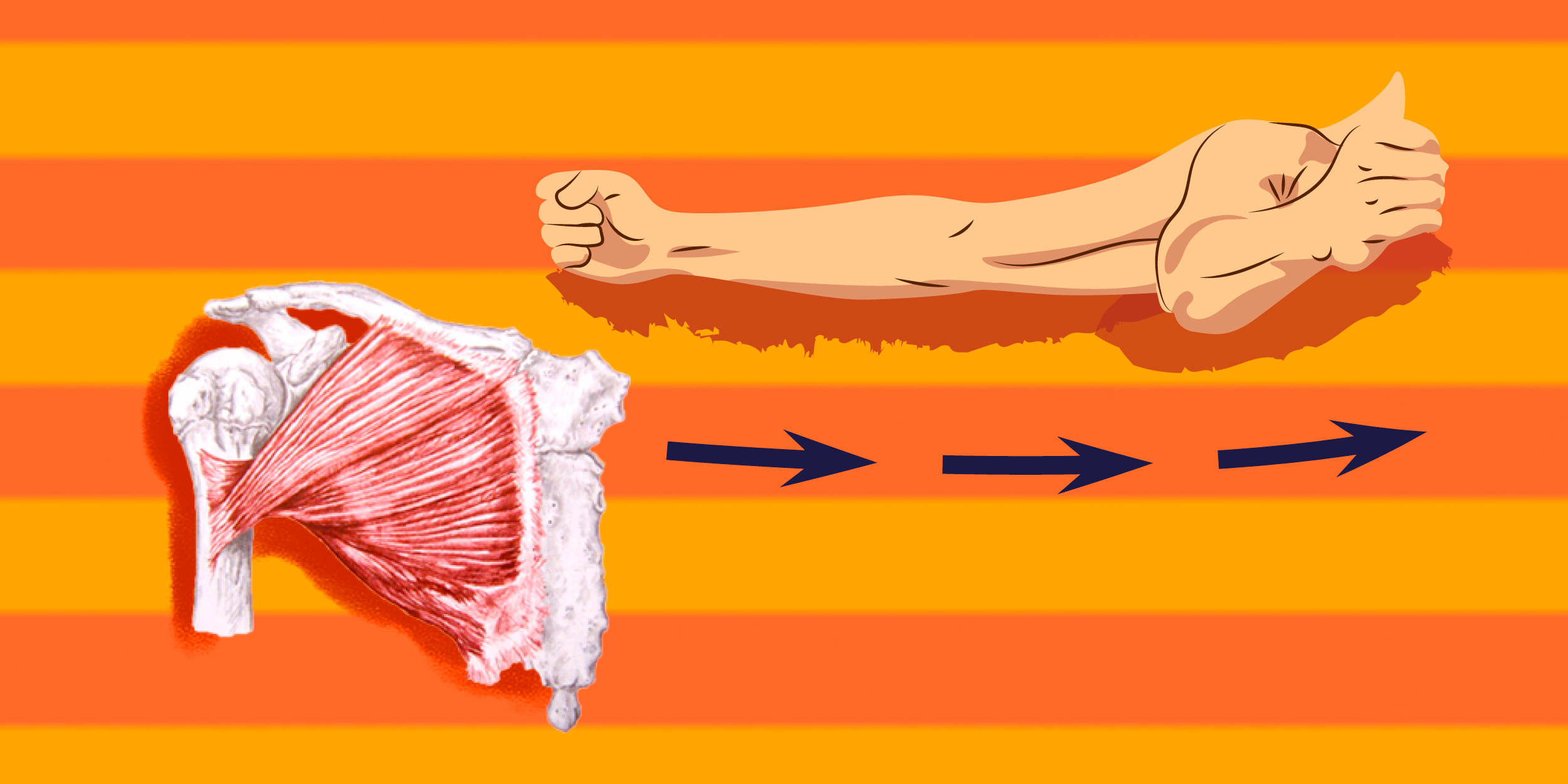Как накачать грудные мышцы - Лайфхакер