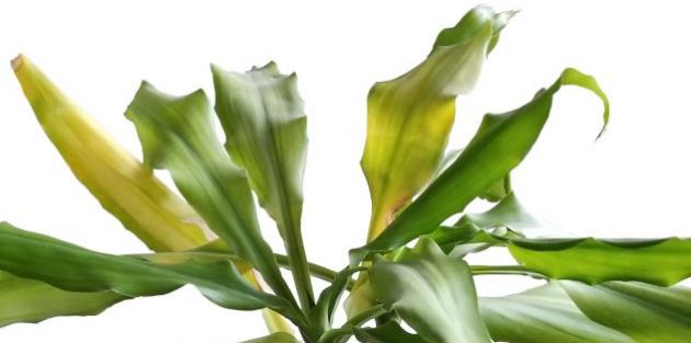 How to care for dracaena