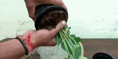 Как пересадить антуриум: полейте растение и спустя 7–10 минут достаньте из горшка