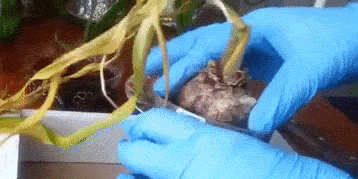 Как ухаживать за гиацинтом после цветения: аккуратно удалите корни и чешуйки