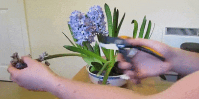 Как ухаживать за гиацинтом после цветения