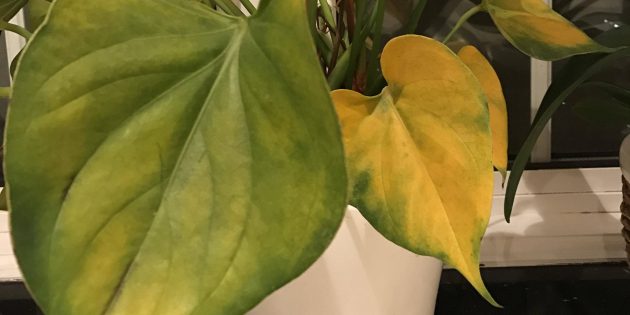 Почему антуриум желтеет и как правильно лечить растение?