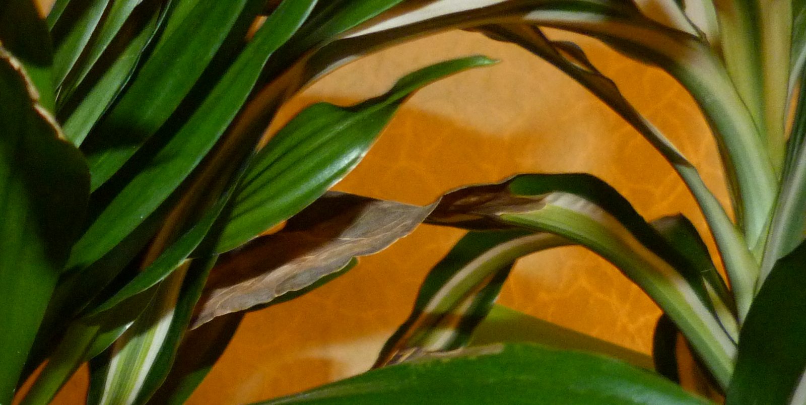 Драцена уход в домашних условиях фото сохнут листья